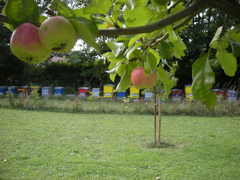 La ruche Brome Fierger